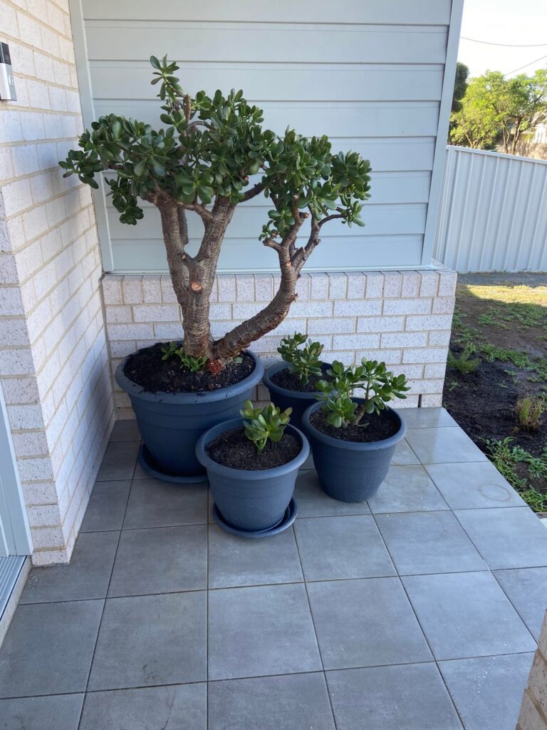 Not an easy re-pot (so much water weight), but its future is secure for another five to ten years. I’ve had it about 25years but it was mature even then.