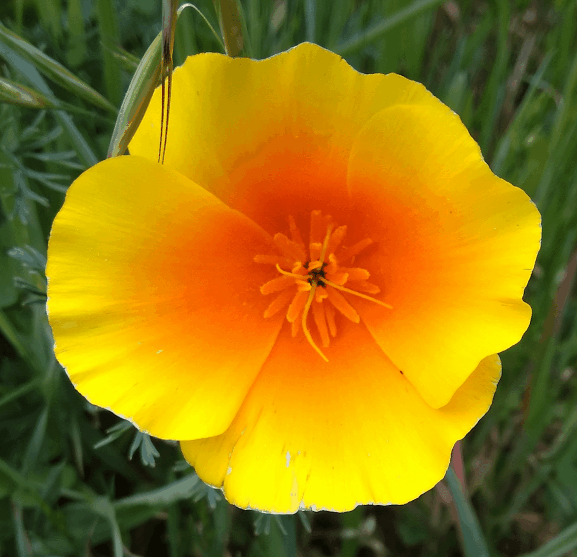 The California poppy.