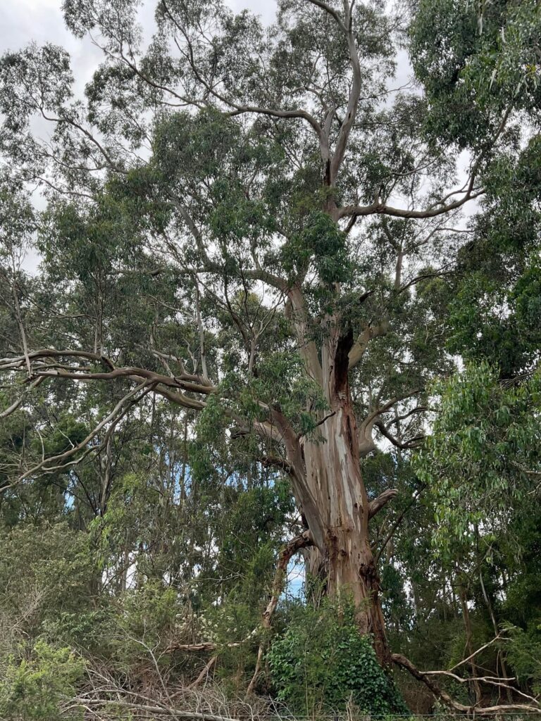 Magnificent Eucalyptus Strezlecki