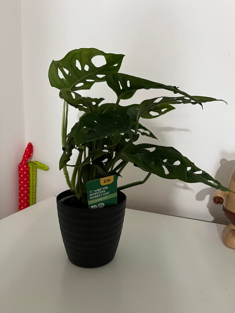 Sad plants to happy plants!