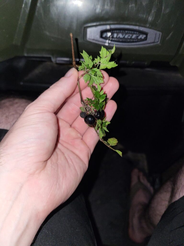 This grows on my parents land, SE Oklahoma