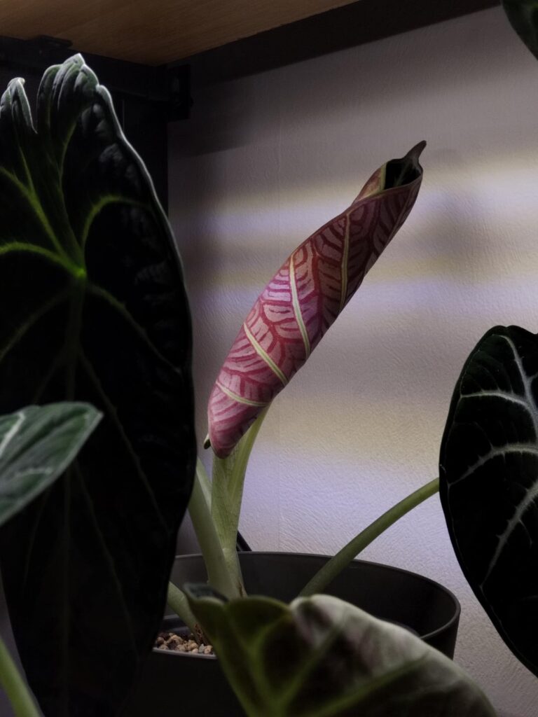 That back leaf color 🤩