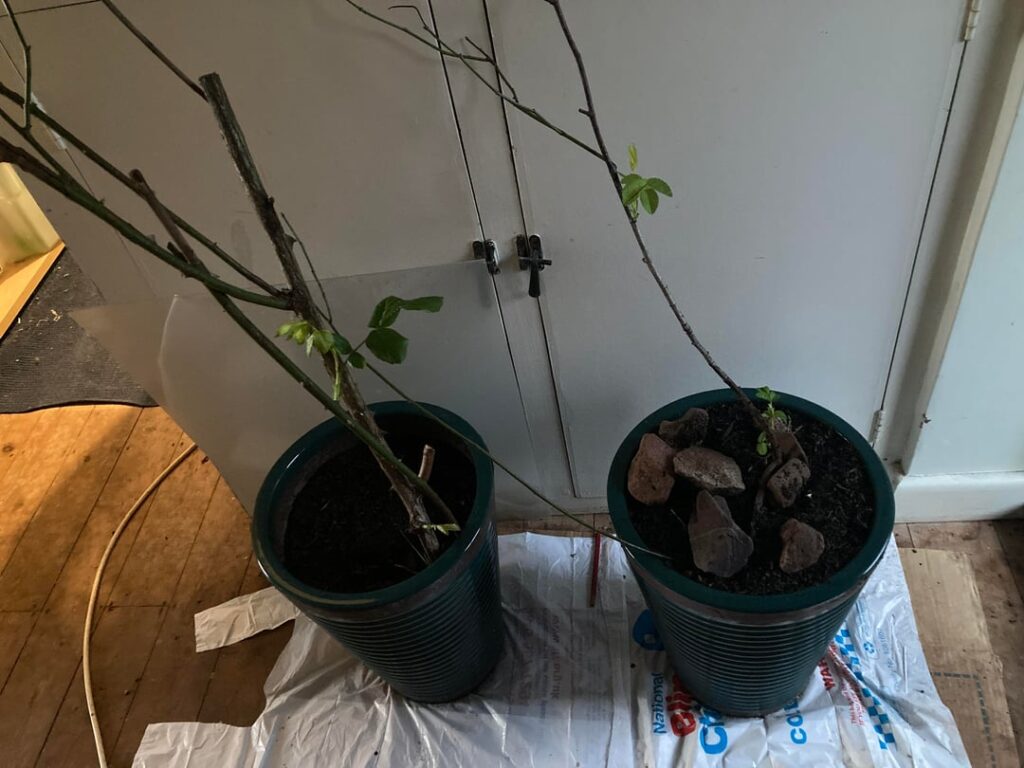 How can I keep these rose cuttings alive? How can I keep these rose cuttings alive?