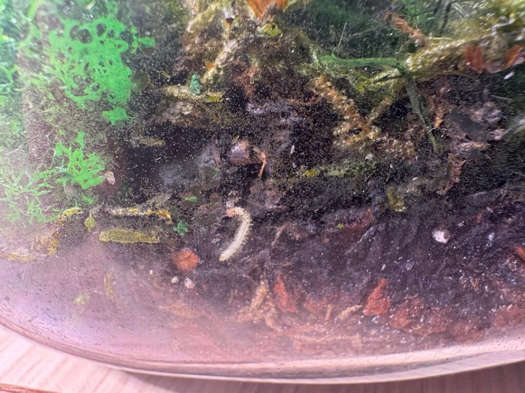 Can anyone identify this (millipede)?