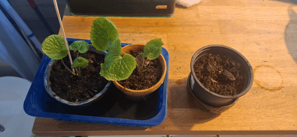 Propagated my Wasabi today.