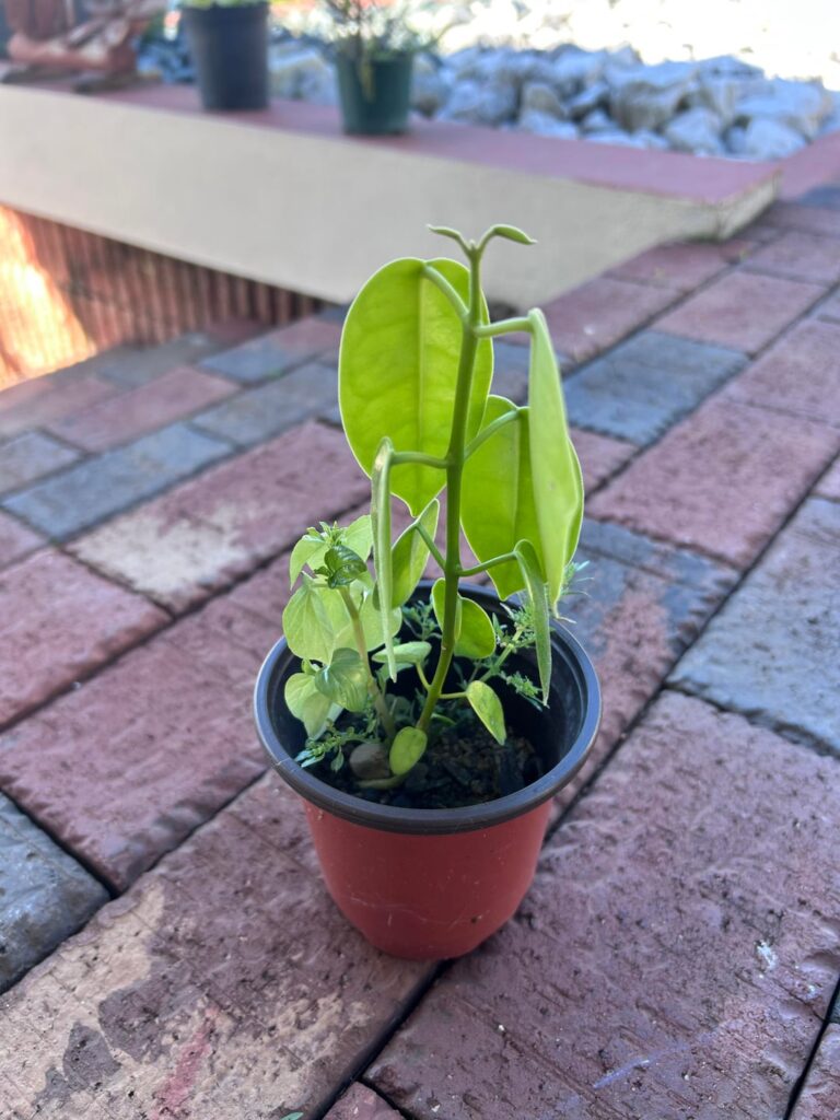 Hoya Sussuela Seedlings