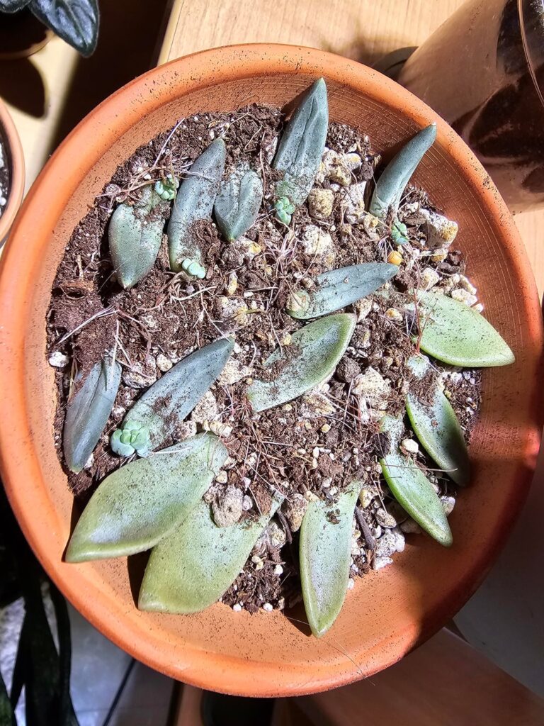 Graptoverum Paraguayense Props not growing Graptoverum Paraguayense Props not growing