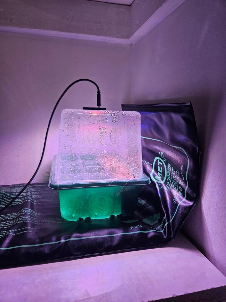 [Update] It's happening! 😱 1 month progress Vari.Frydek corms