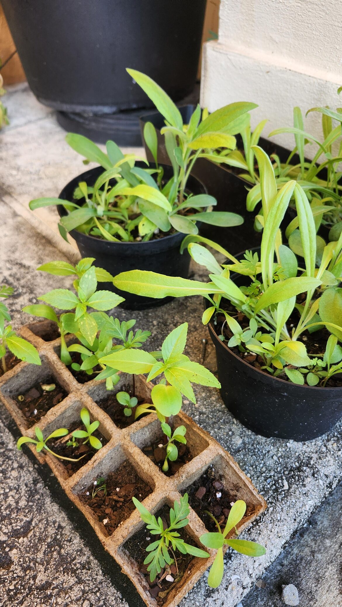 "do you suppose she's a wildflower?"