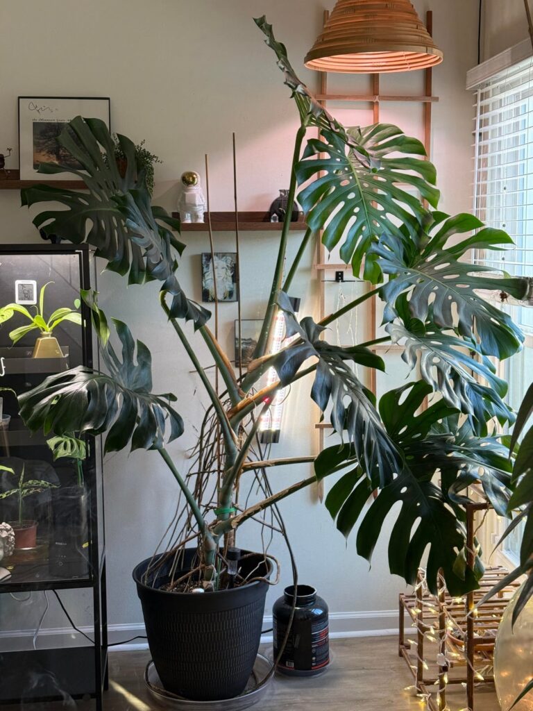 She’s becoming too big for the living room. Where should I cut? Should I wait?