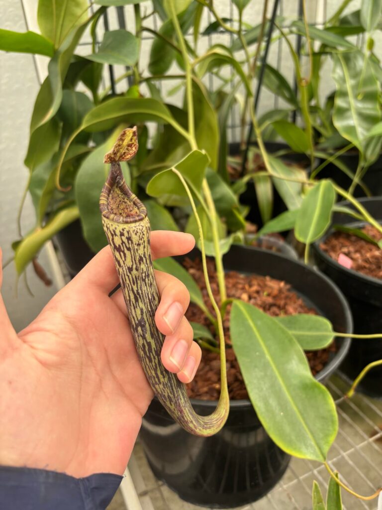 Nepenthes fertilizing