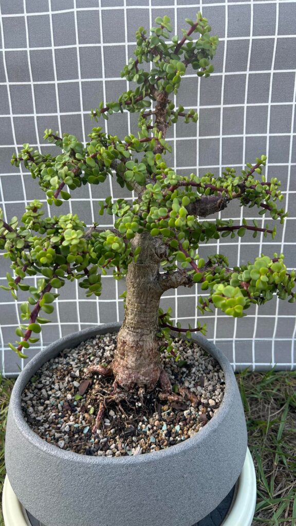 Need some help with styling direction on my P. Afra