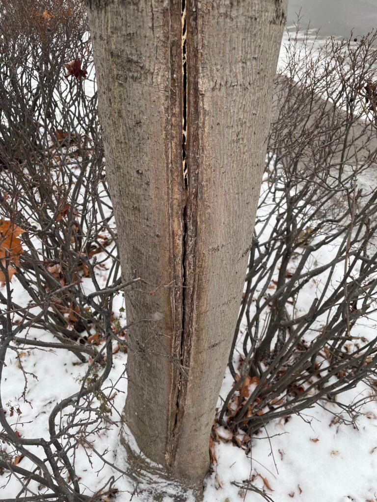 Is this maple tree going to be ok? Is this maple tree going to be ok?