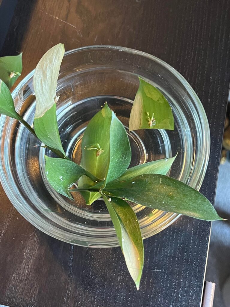 will any of this propagate??