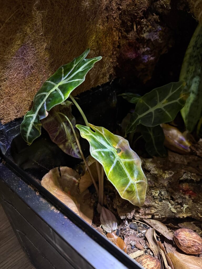 Alocasia struggling, what’s the problem here?