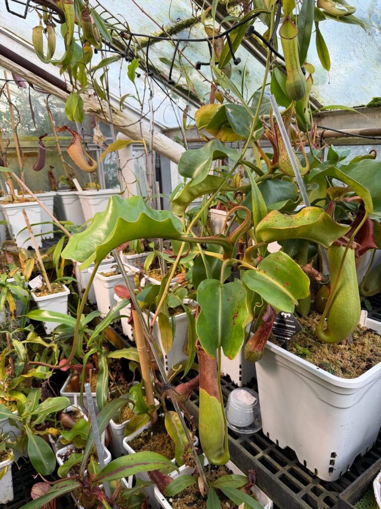 Finally visited the UC Davis Botanical Conservatory