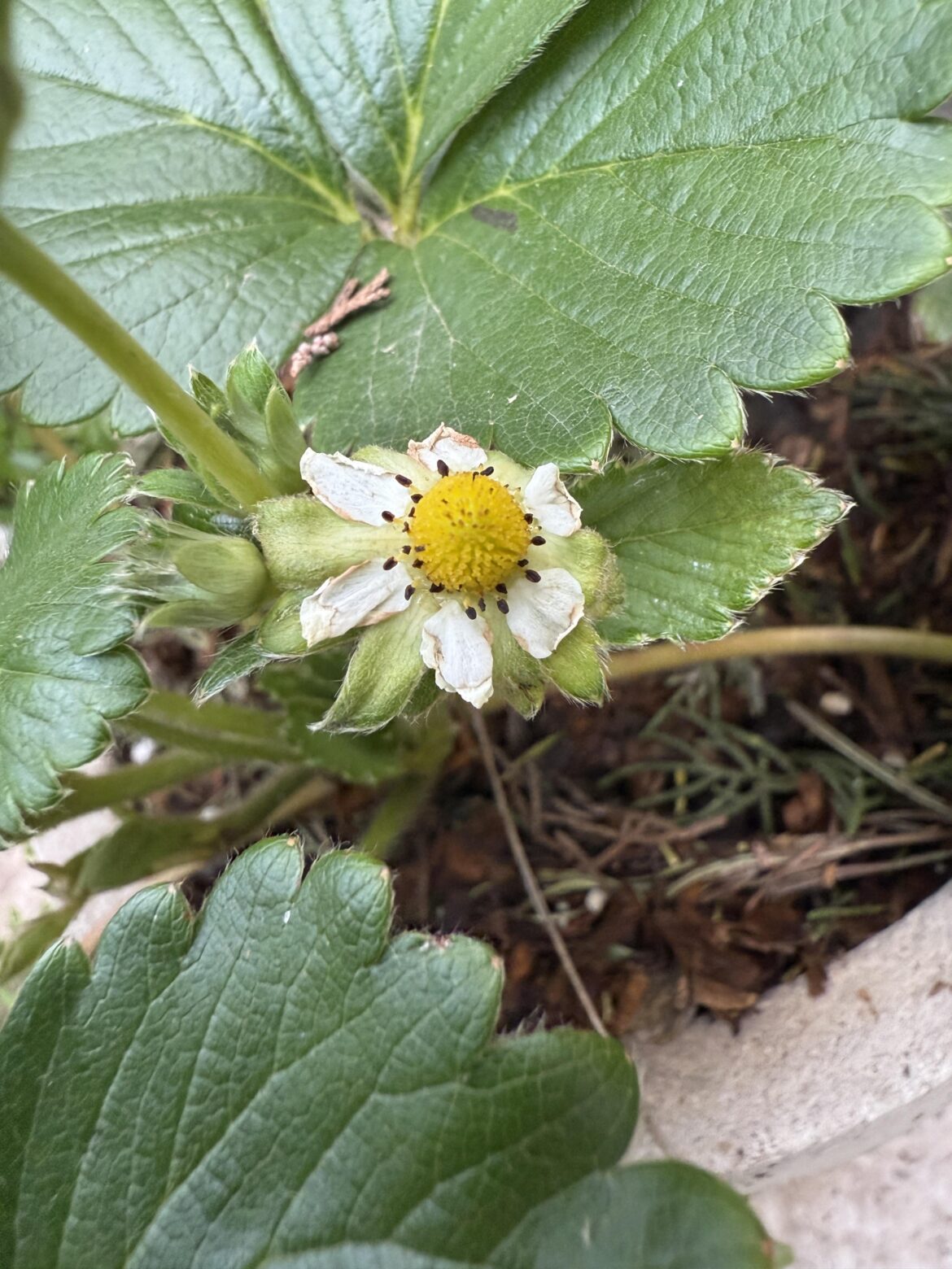 why did these turn black?