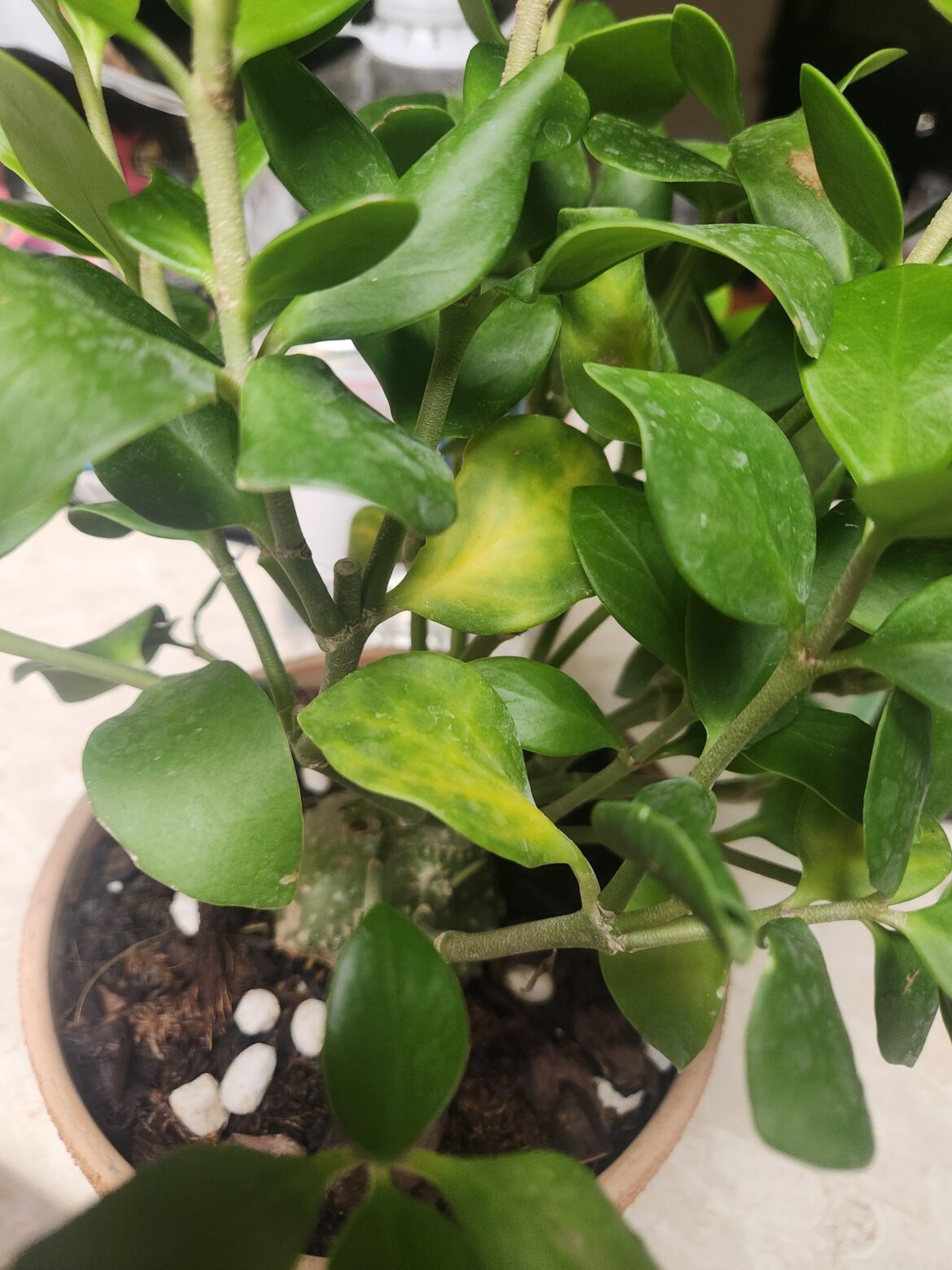 Hydnophytum papuanum: yellowing leaves from change in humidity? Hydnophytum papuanum: yellowing leaves from change in humidity?