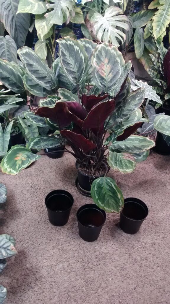 where there was one, now there are four :)