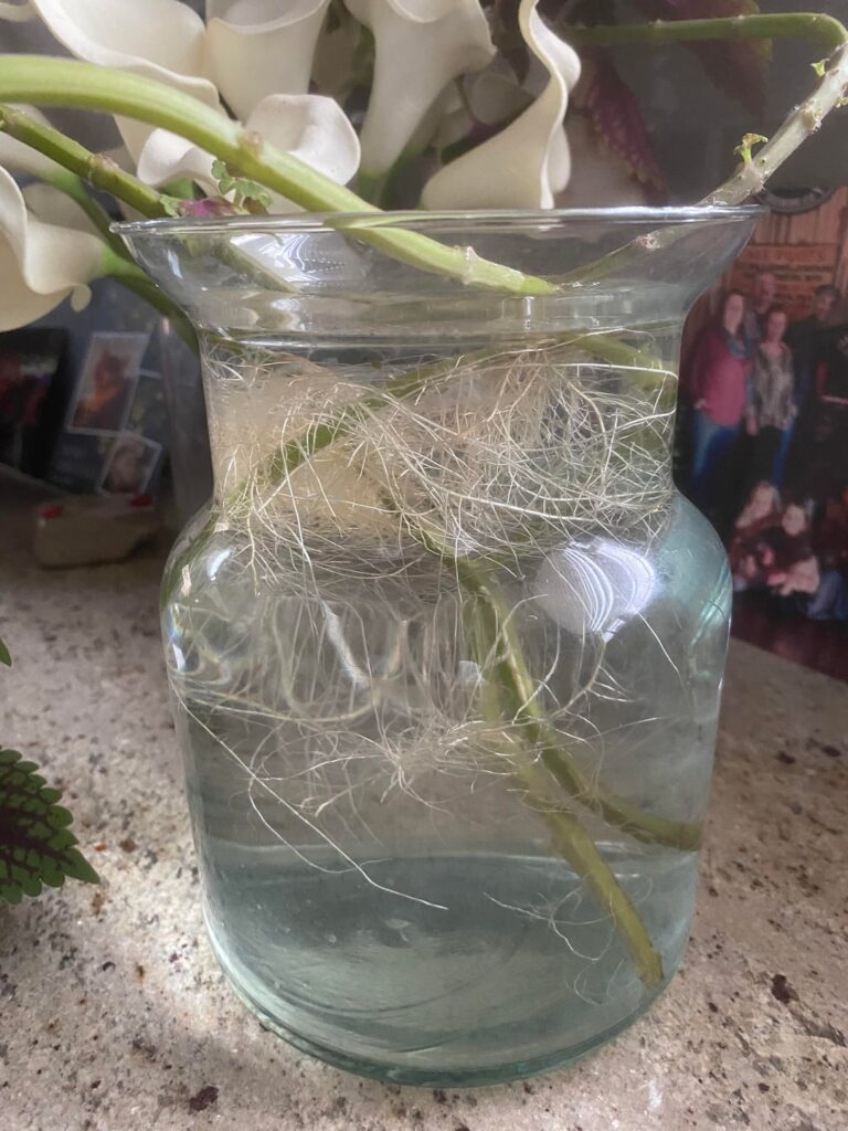 can i put in soil yet?