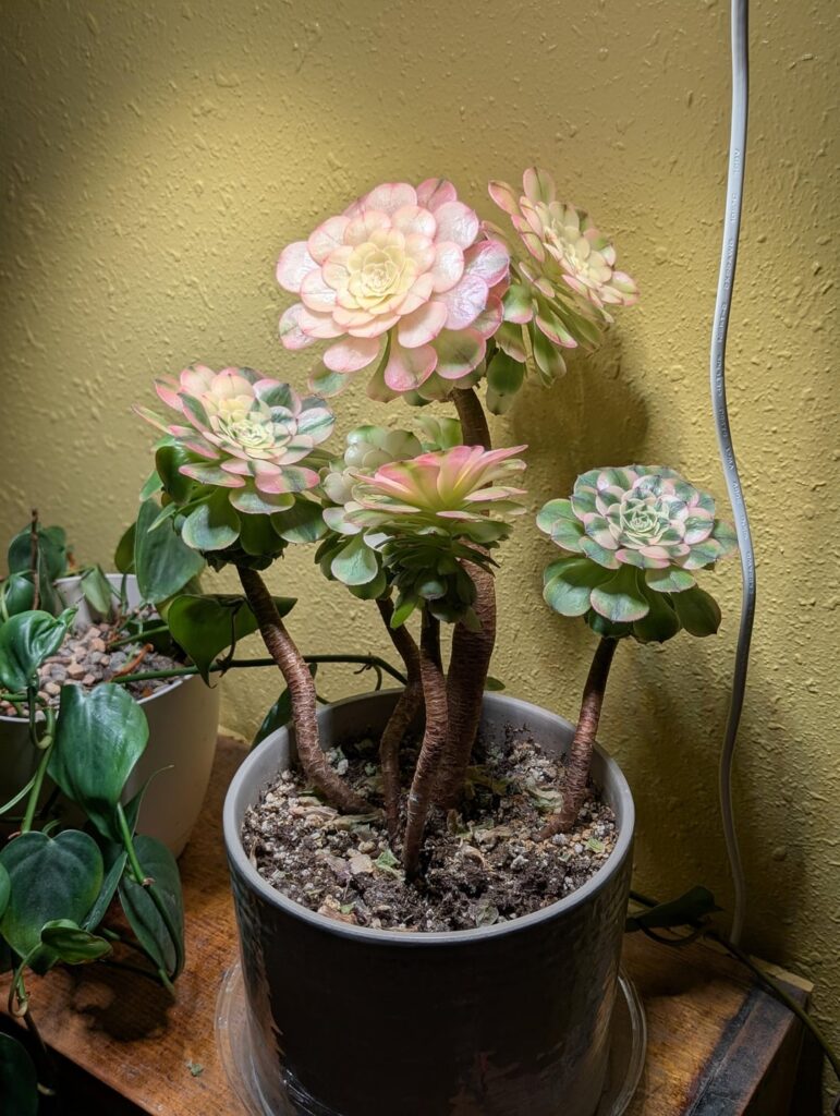 She glowed alllll the way up