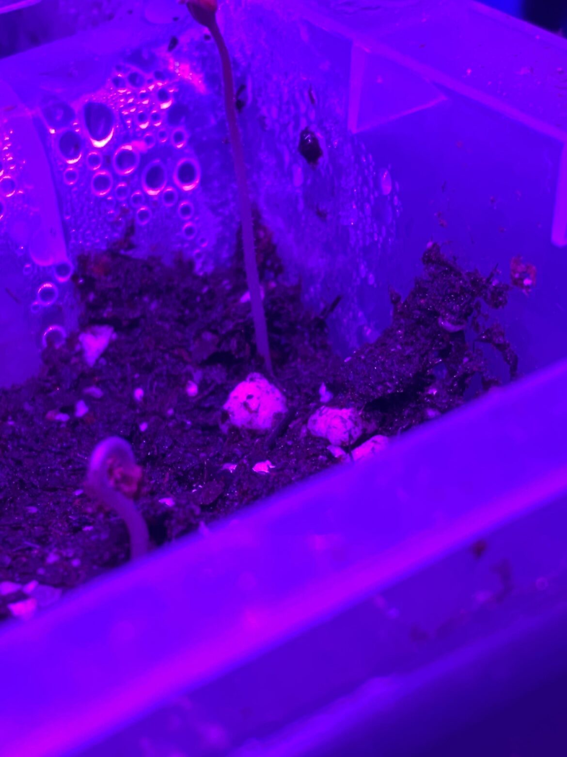 I’ve got tomatoes sprouting on Christmas Day.