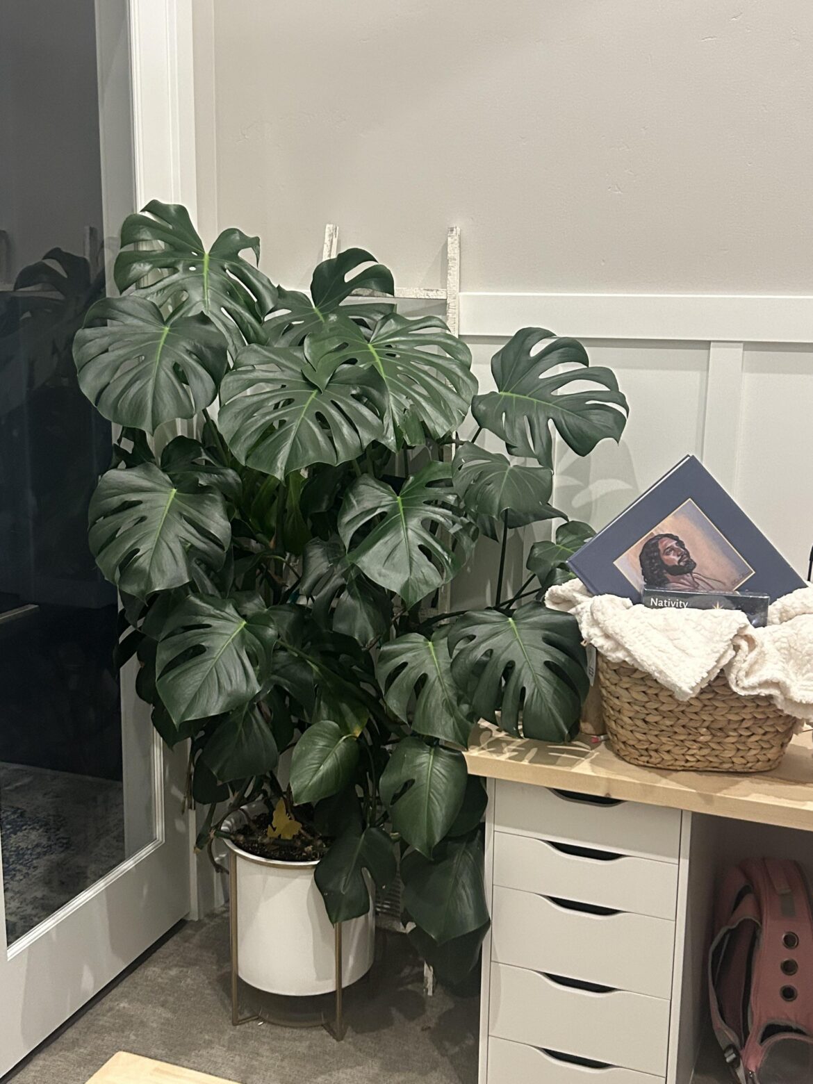How is my wife’s monstera doing?