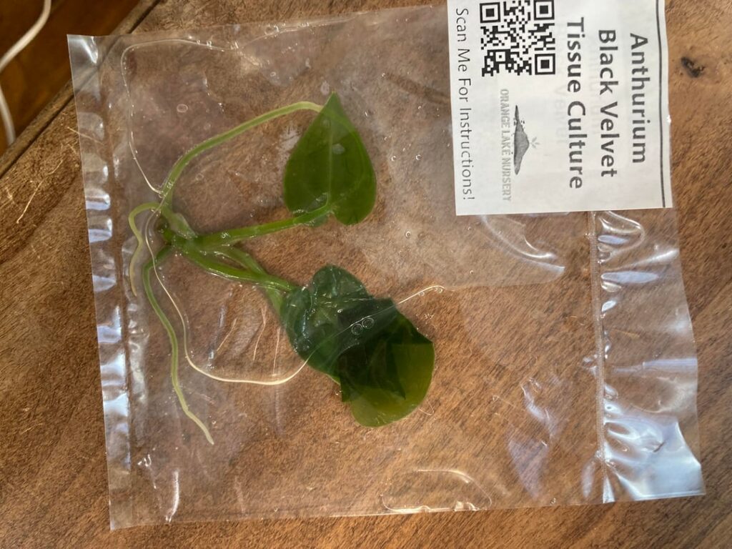 Do these tissue cultures look okay? Do these tissue cultures look okay?