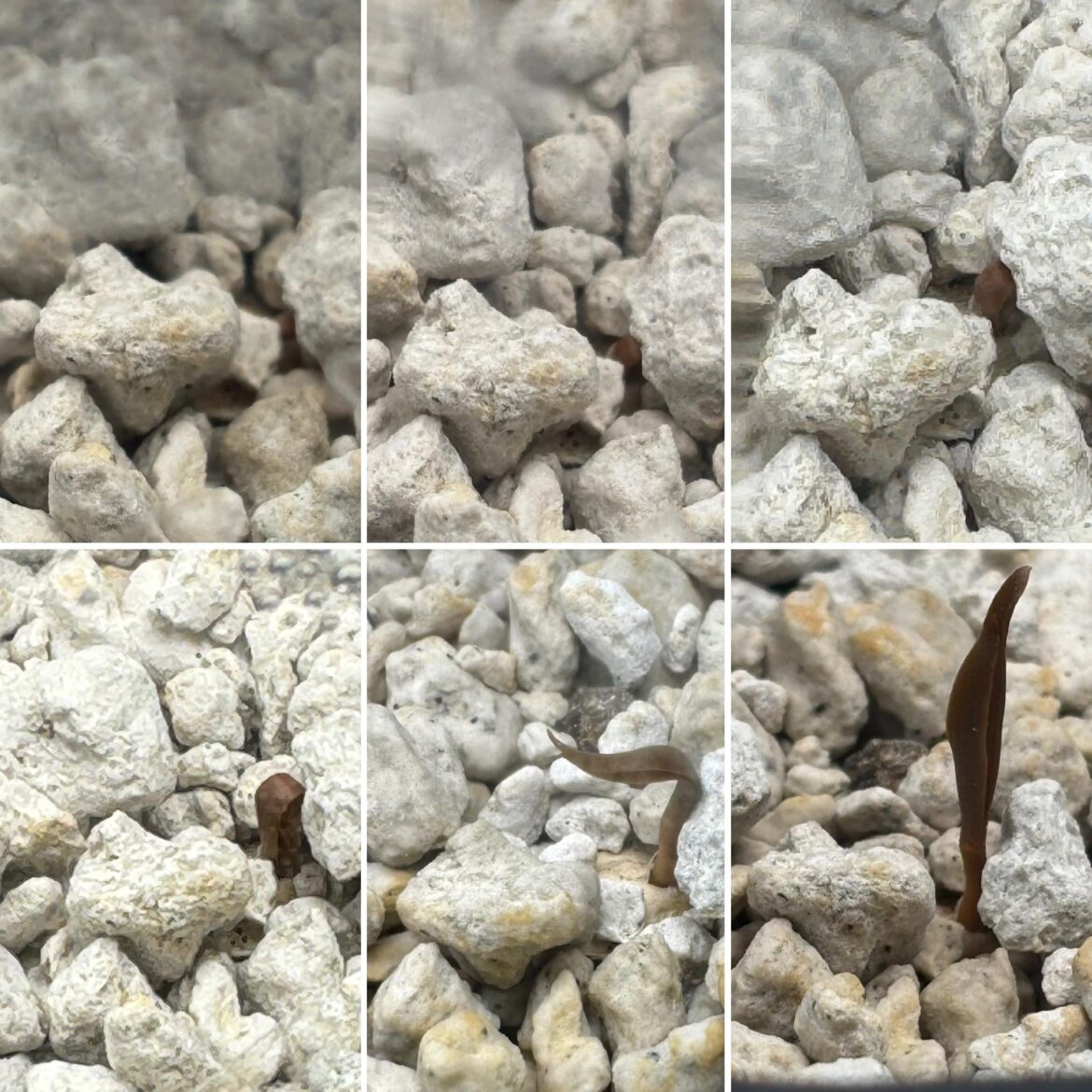 Welwitschia mirabilis germinated!