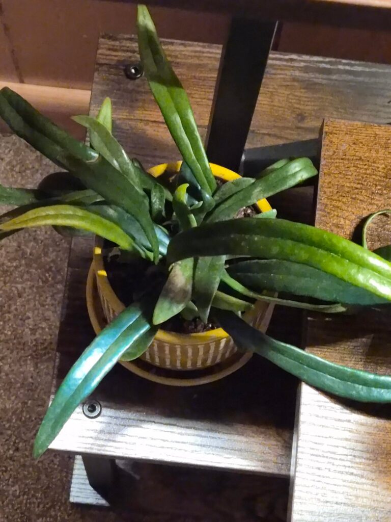 I FINALLY FOUND ONE!