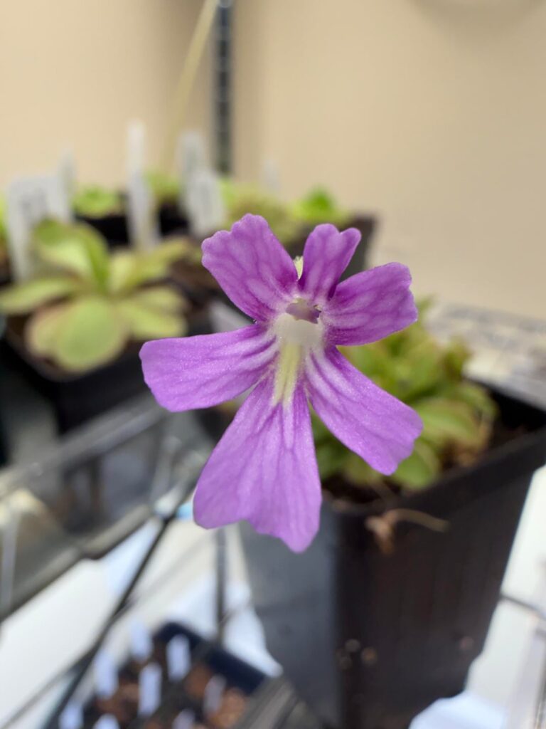 Christmas pinguicula blooms (: