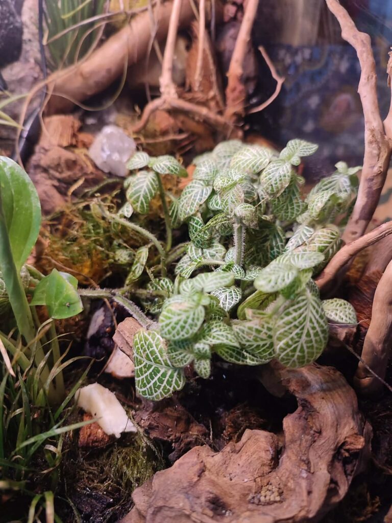 What is happening to my fittonia ?