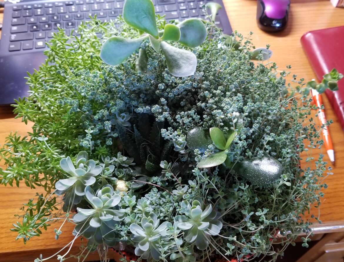 Succulent Pot grown from all the bits my plants dropped