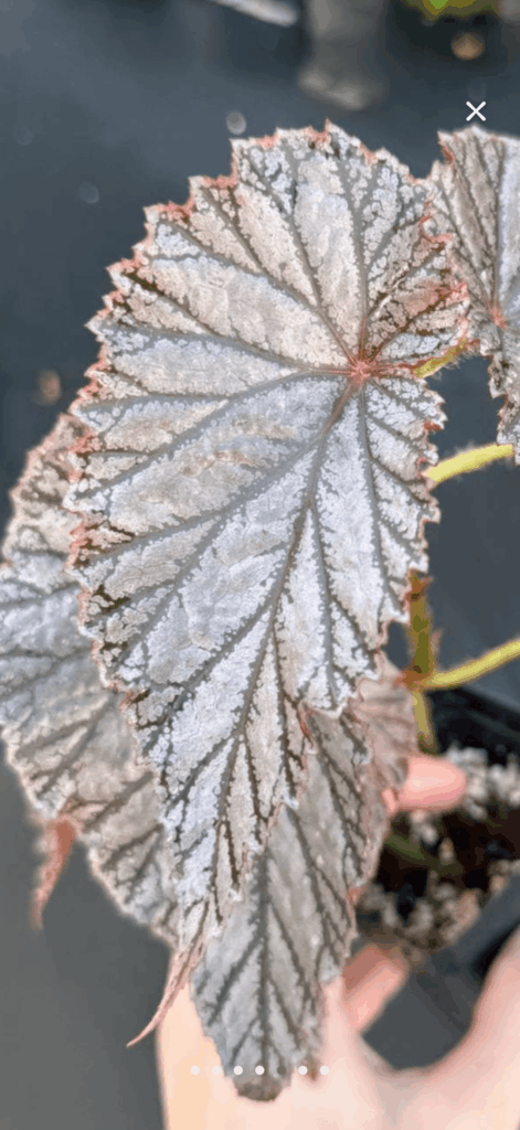 ID Begonia