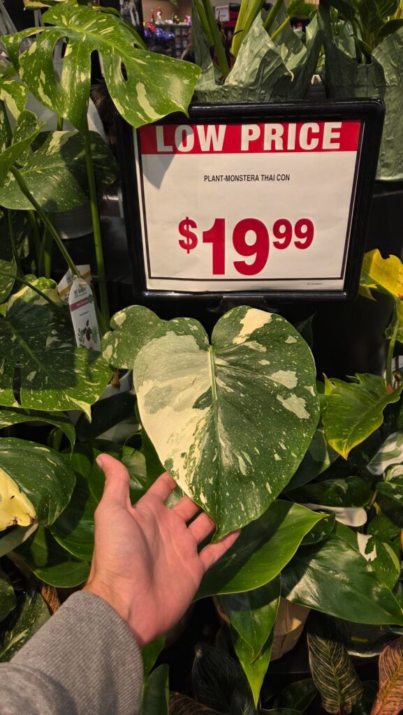 Stater Bros is my new spot