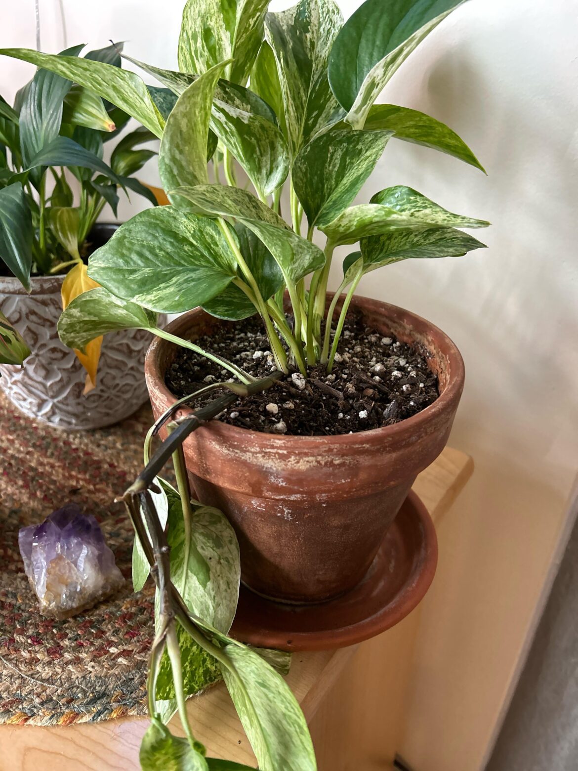 Help! Plant branch died overnight Help! Plant branch died overnight