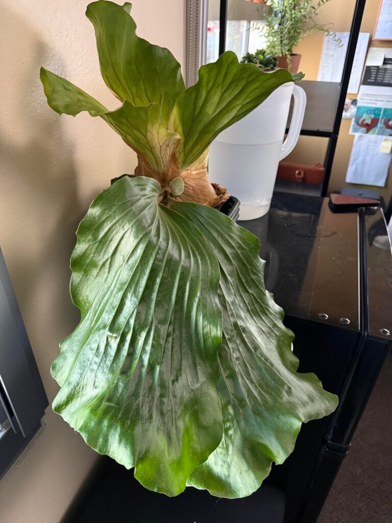 Normal or needs help? Normal or needs help?