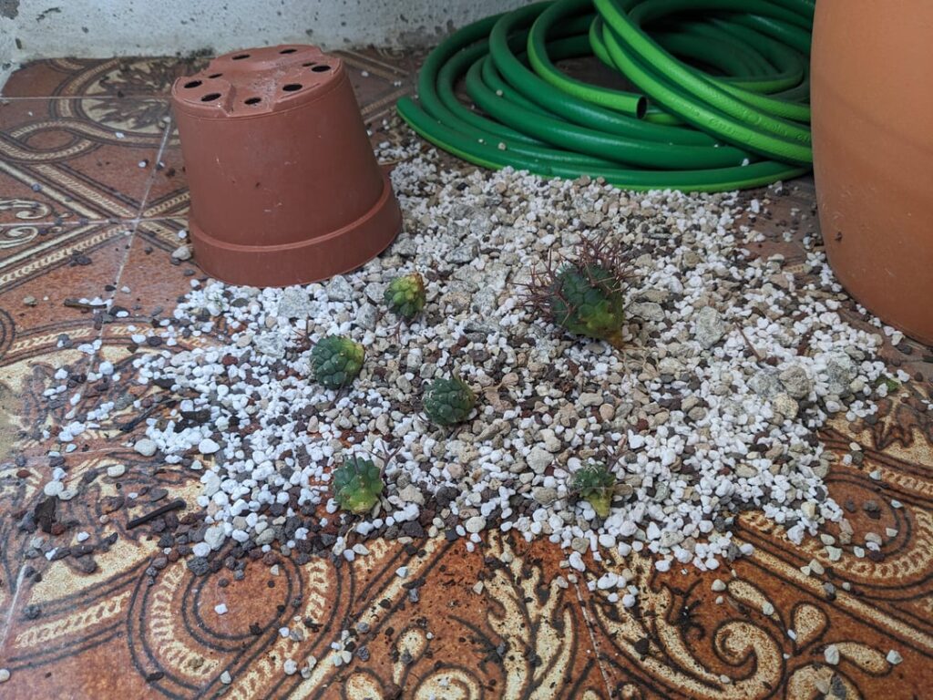 Stray cats knocked down my E. stellispina pups