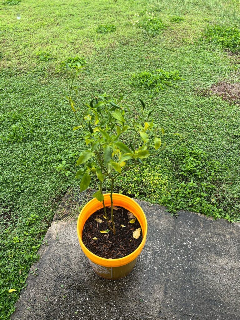 What type of pepper?