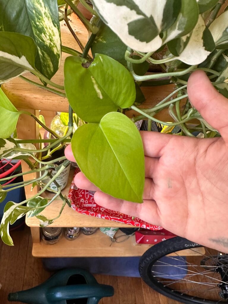 Neon pothos tiny itty bitty leaves Neon pothos tiny itty bitty leaves