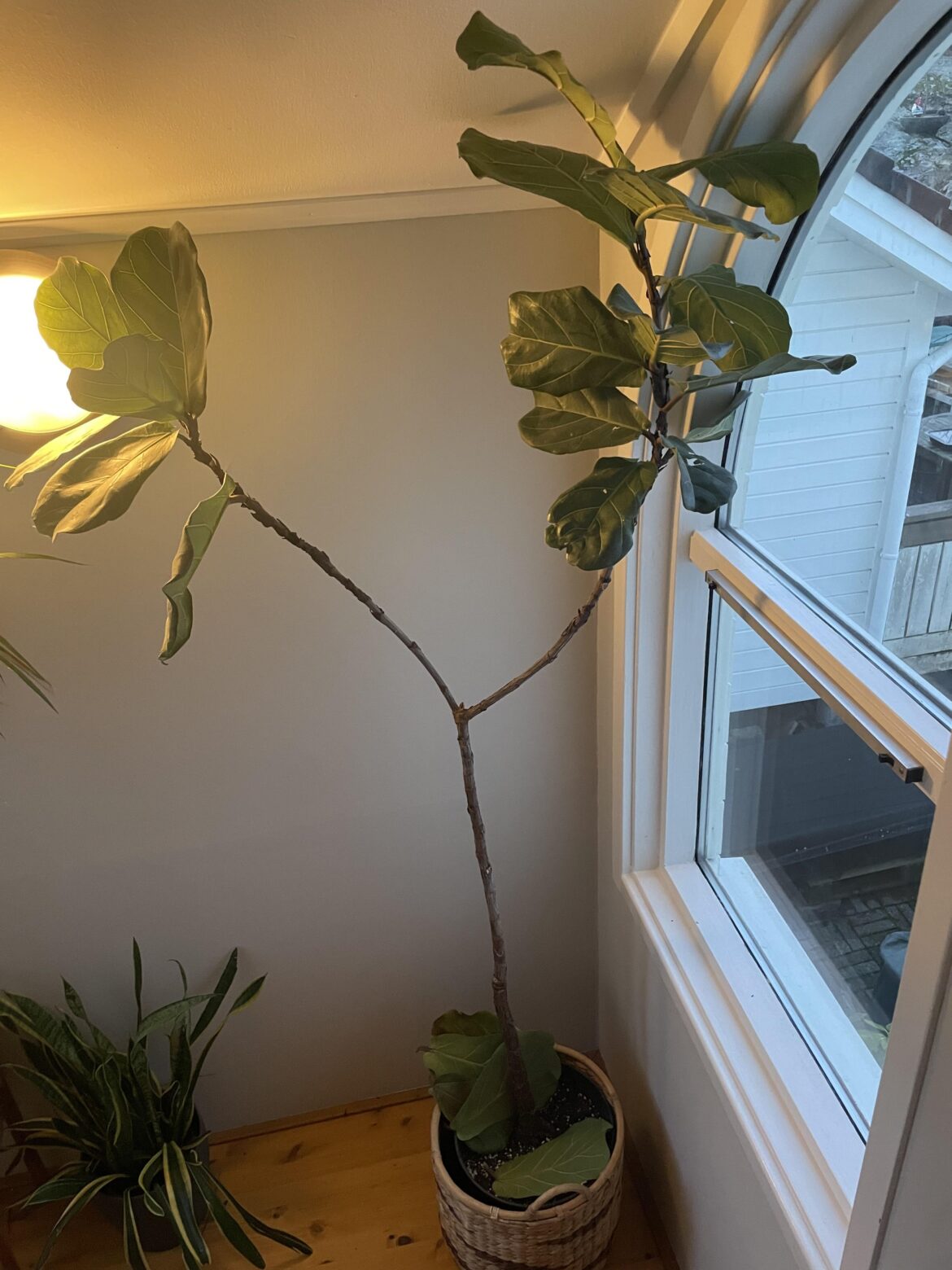 Too late in winter to chop?