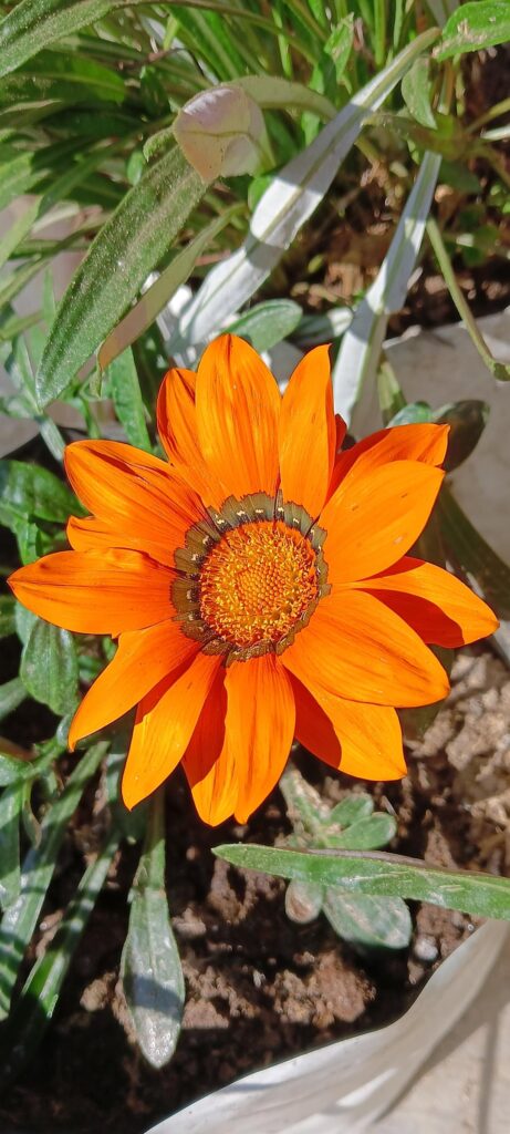 Which flower is this? I have two varieties of it at my home.