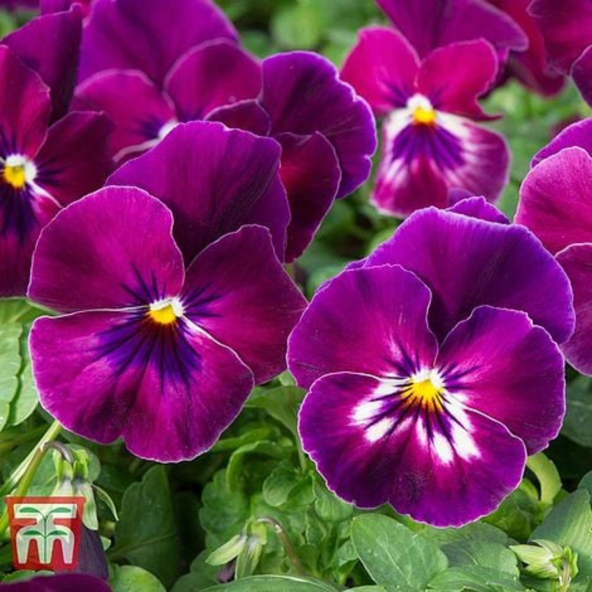 purple pansies
