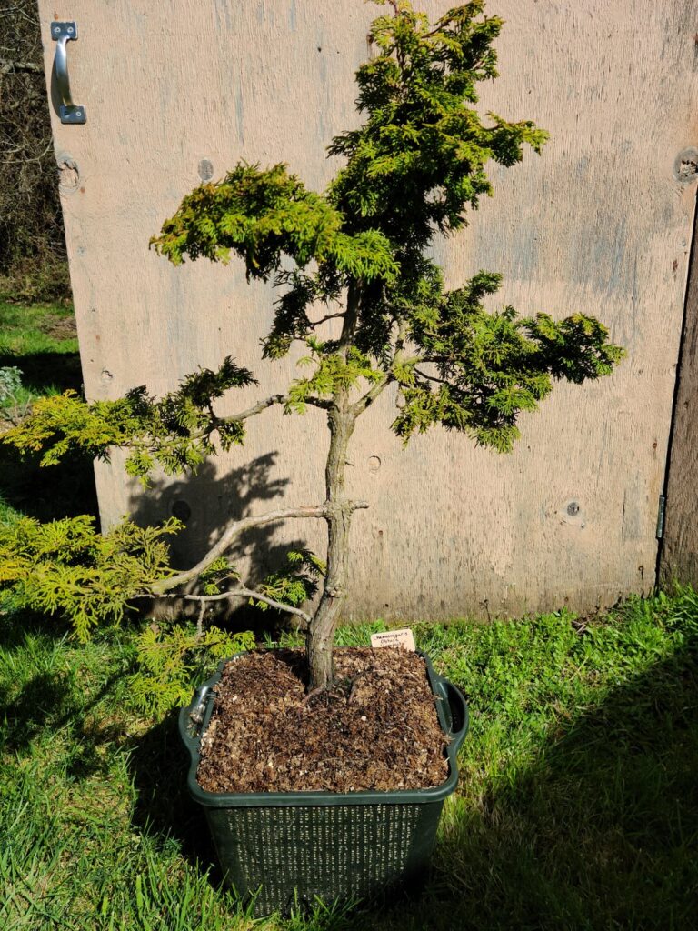 Hinoki WIP - short progression