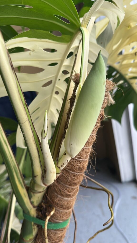 Monstera Albo Flowering