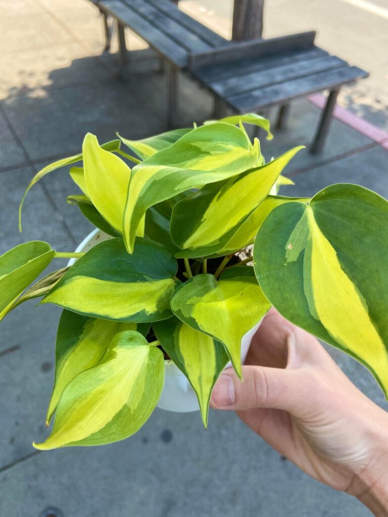 So proud of my precious baby philodendron’s growth over 4 years