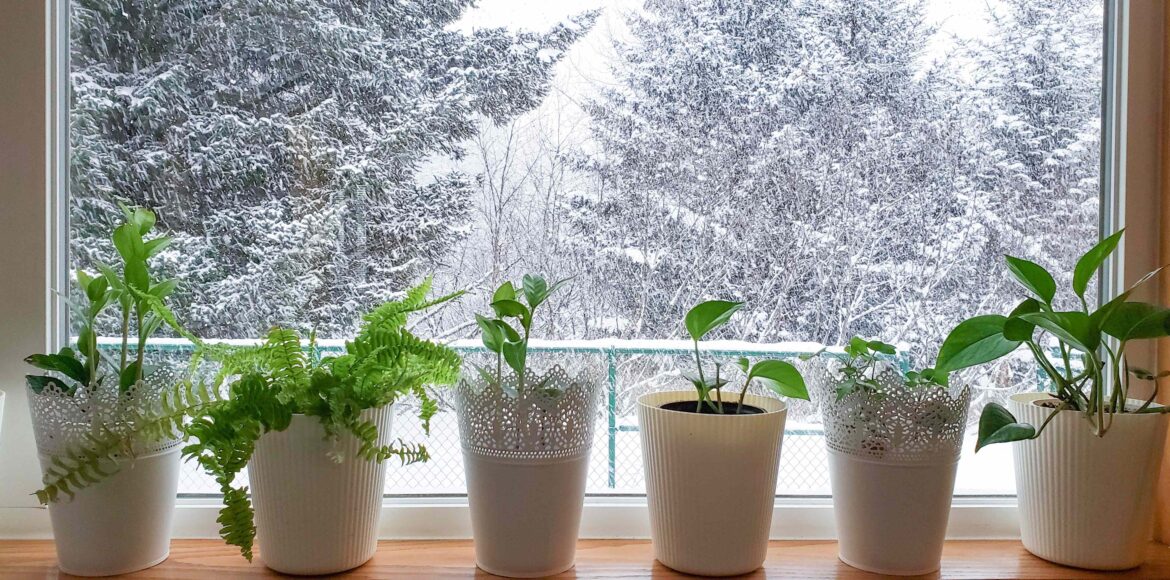 Stop Doing These 6 Things This Winter If You Want Your Houseplants to Survive