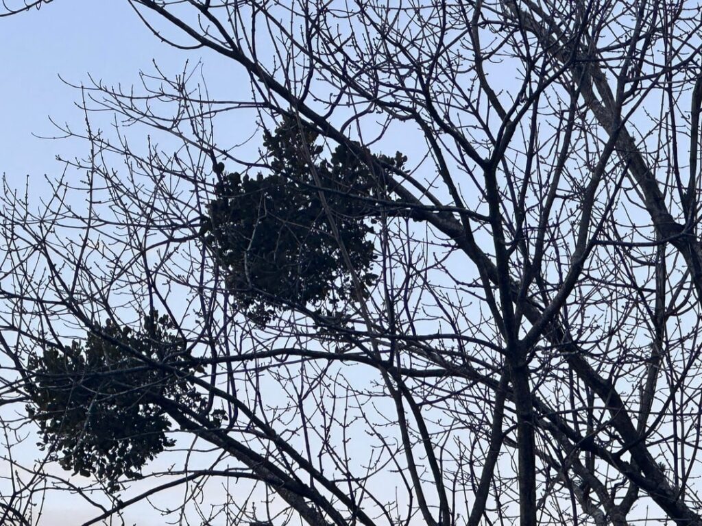 North Carolina- Why do some hardwood trees (maples?) have small holly shrubs growing from their branches?