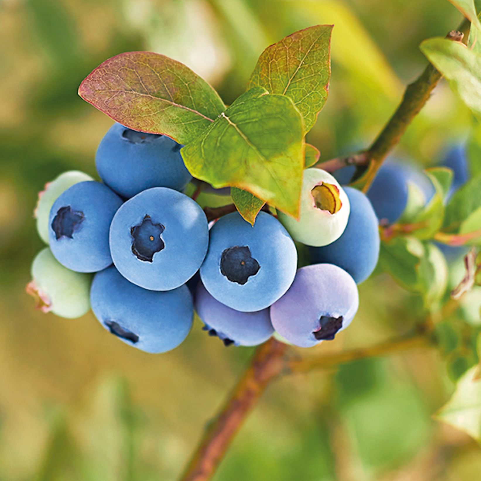 Fruits on a blueberry bush