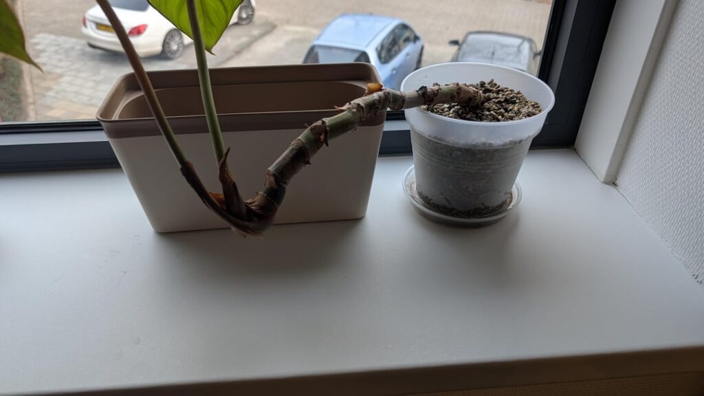 Repotting Philodendron Dean McDowell